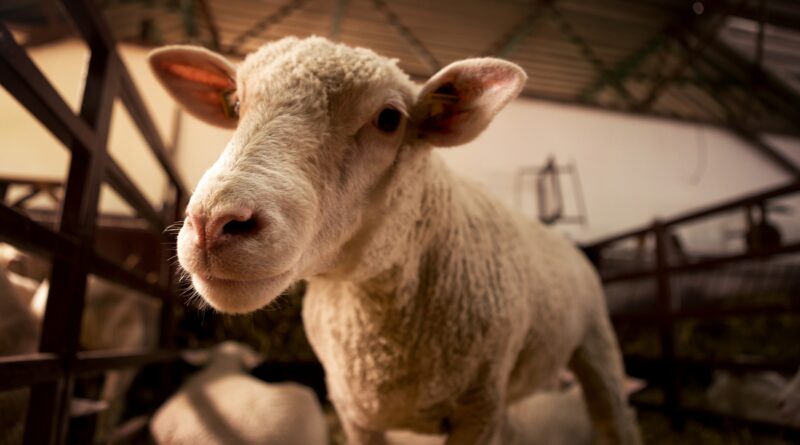 A Sheep