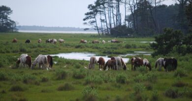 Chincoteague Island ponies