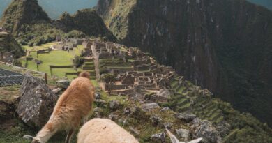 llamas at Machu Picchu