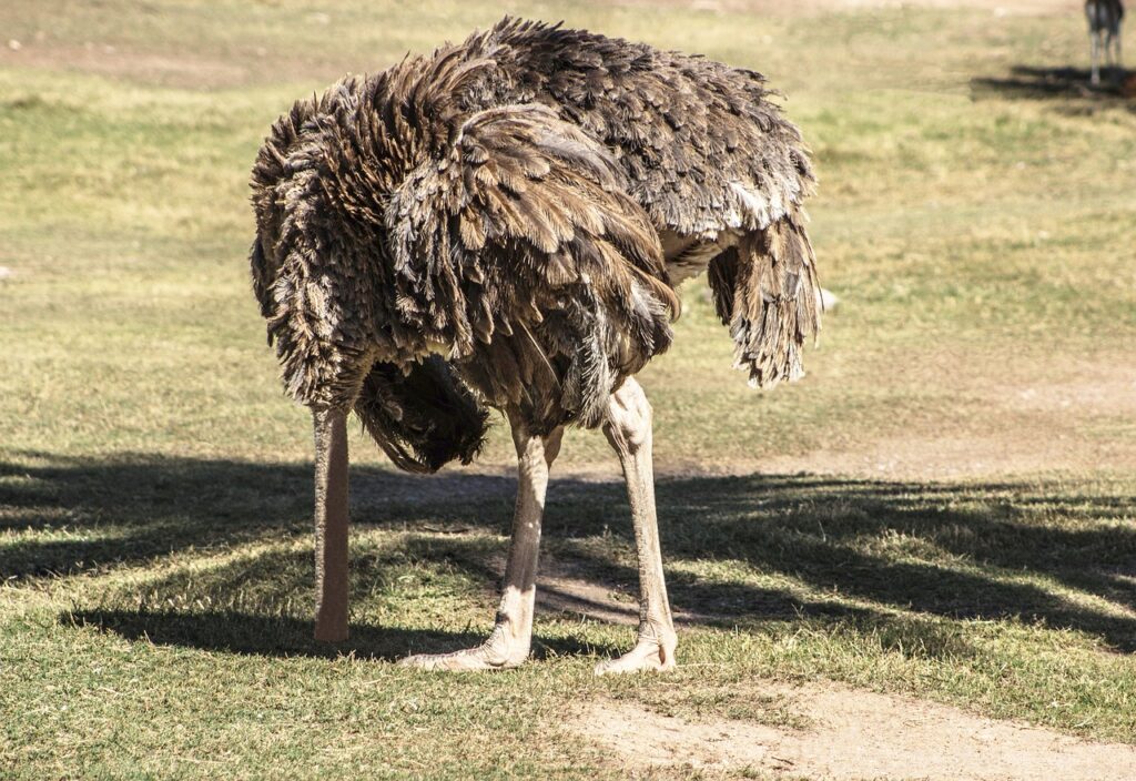 ostrich with head in sand