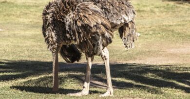 ostrich with head in sand