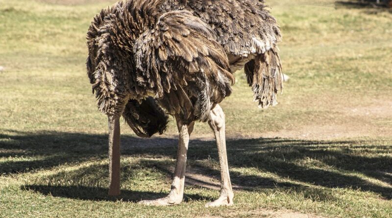 ostrich with head in sand