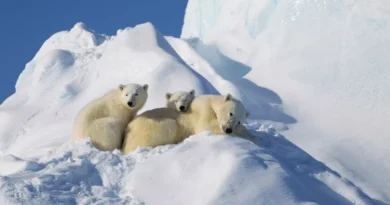 polar bears on ice