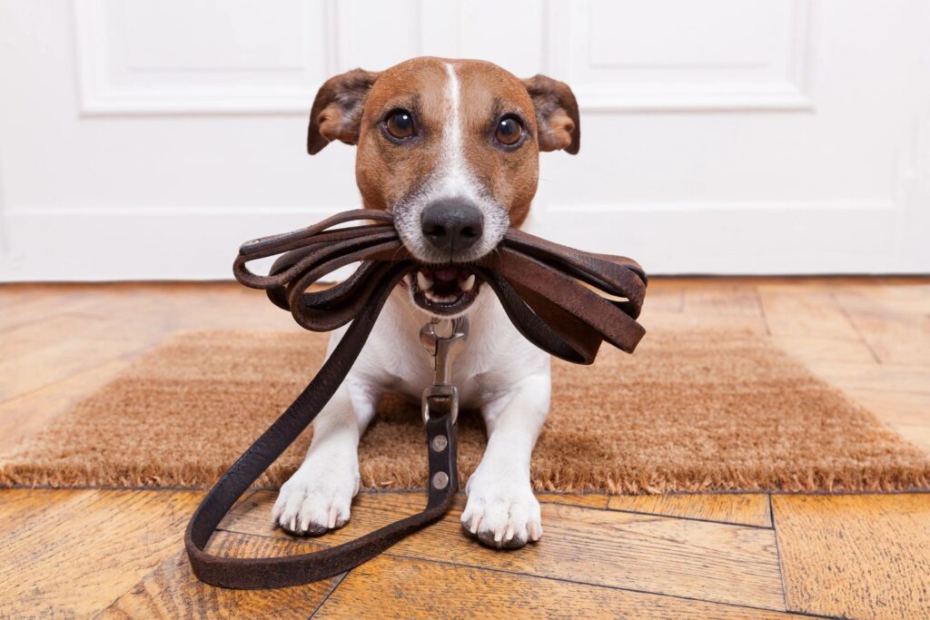 pet sitting