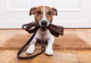 pet sitting