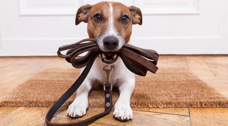 pet sitting