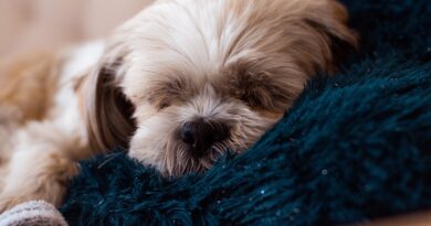sleeping dog