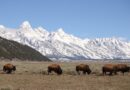 Jackson Hole, Wyoming