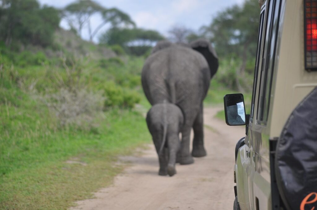 elephants walking
African safari
