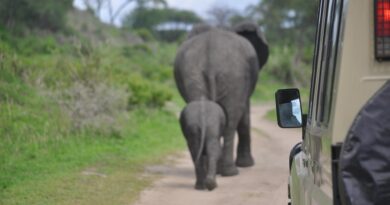 elephants walking African safari