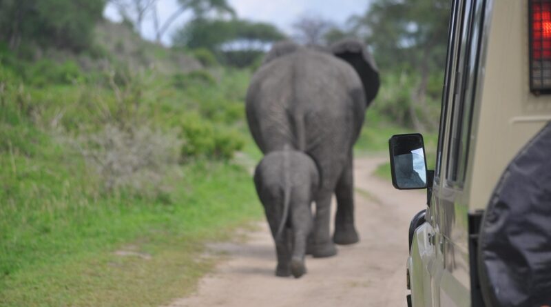 elephants walking African safari