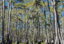 Okefenokee National Wildlife Refuge