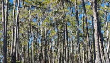 Okefenokee National Wildlife Refuge