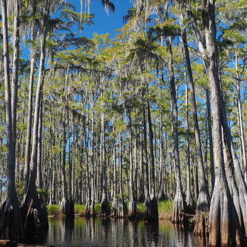 Okefenokee National Wildlife Refuge
