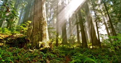 California redwoods