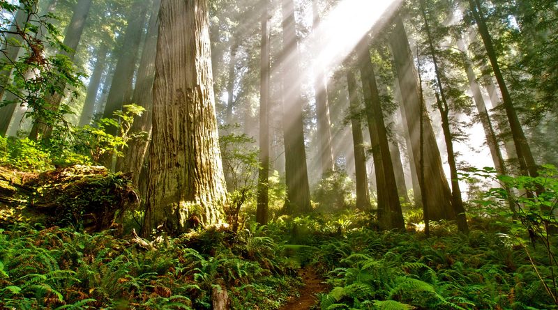 California redwoods